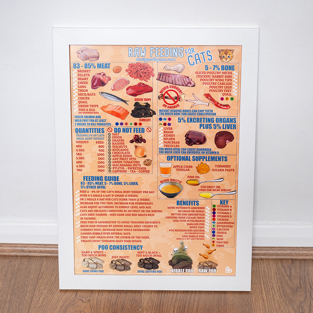 Poster – Raw Feeding Cats – in a Nutshell