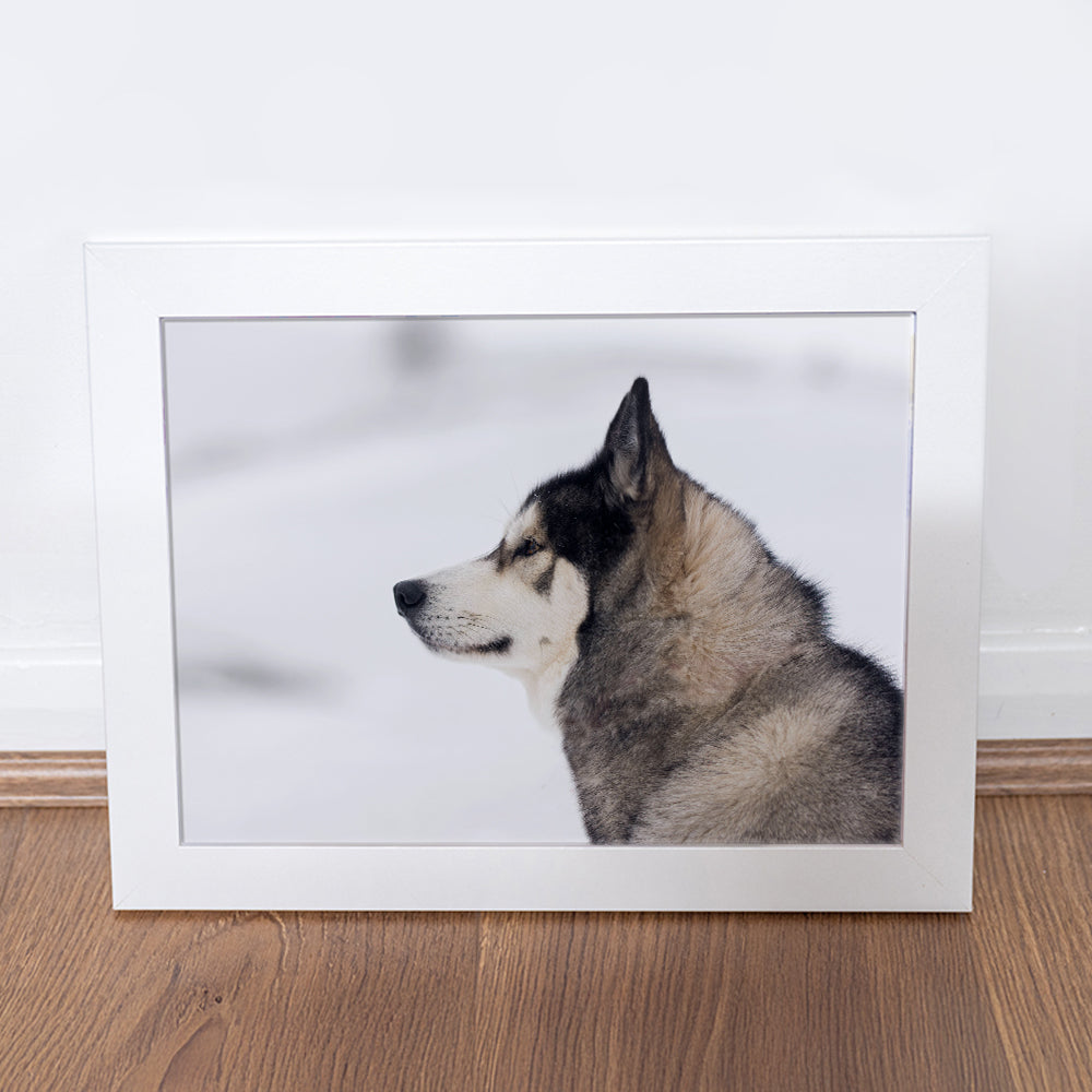 Photography Print - The Snow Dog