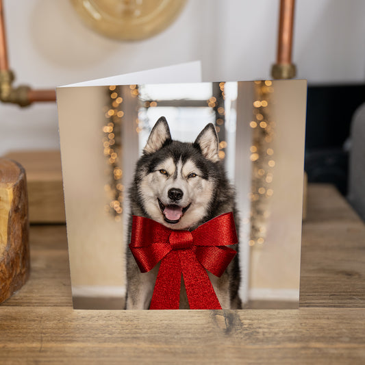Cards - 4 Pack Husky Christmas Cards