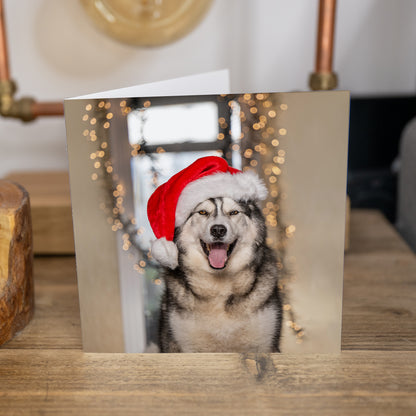 Cards - 4 Pack Husky Christmas Cards