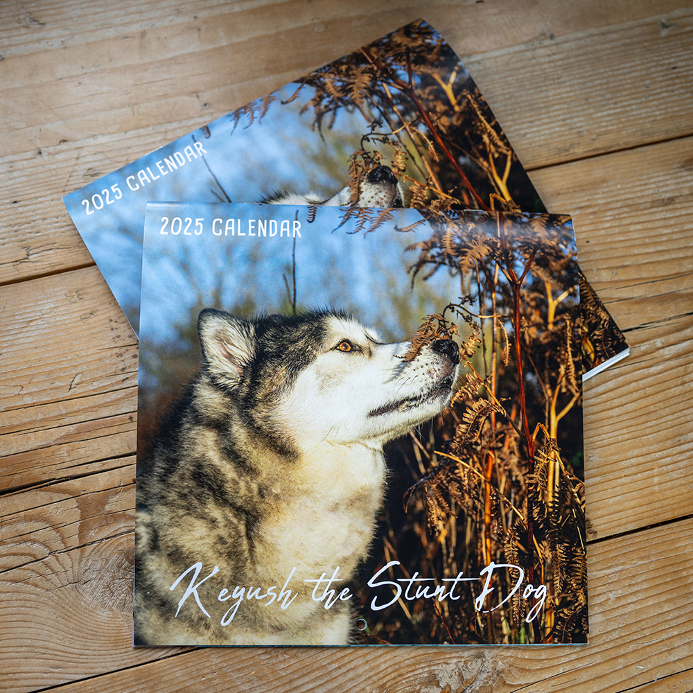 NEW 2025 Husky Calendar – K’eyush The Stunt Dog